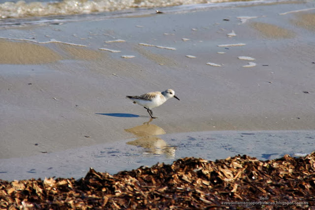 Correlimos tridáctilo o playerito blanco (Esp.), sanderling (Eng.), Calidris alba.