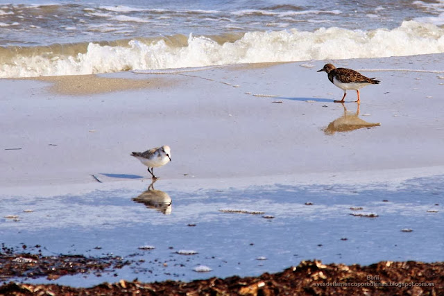 Correlimos tridáctilo o playerito blanco (Esp.), sanderling (Eng.), Calidris alba.
