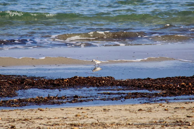 Correlimos tridáctilo o playerito blanco (Esp.), sanderling (Eng.), Calidris alba.