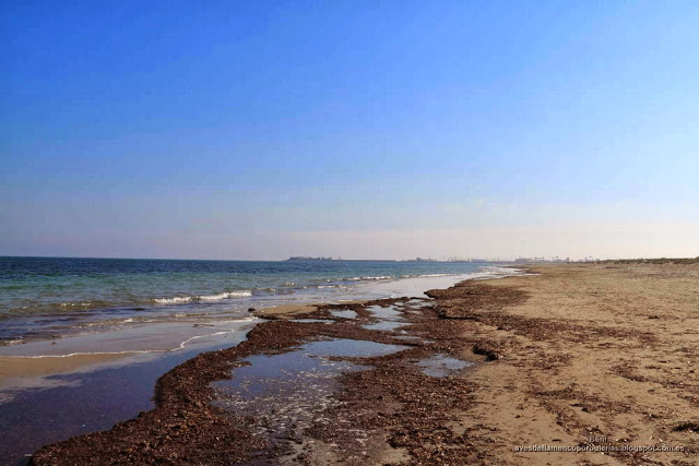 Correlimos tridáctilo o playerito blanco (Esp.), sanderling (Eng.), Calidris alba.