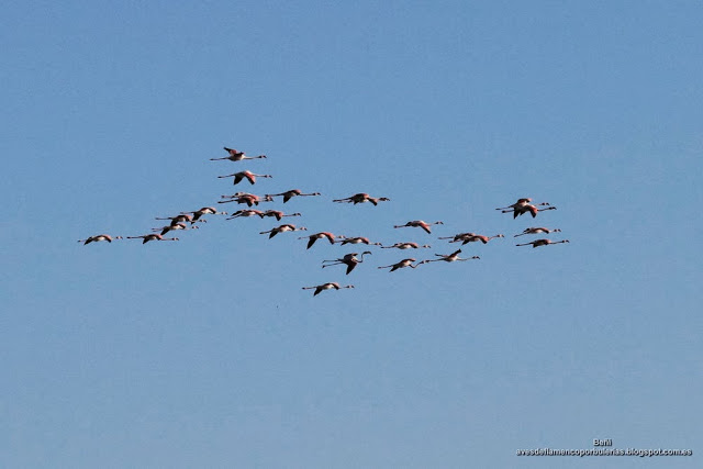 Flamenco rosado, greater flamingo, Phoenicopterus roseus