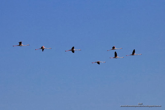 Flamenco rosado, greater flamingo, Phoenicopterus roseus
