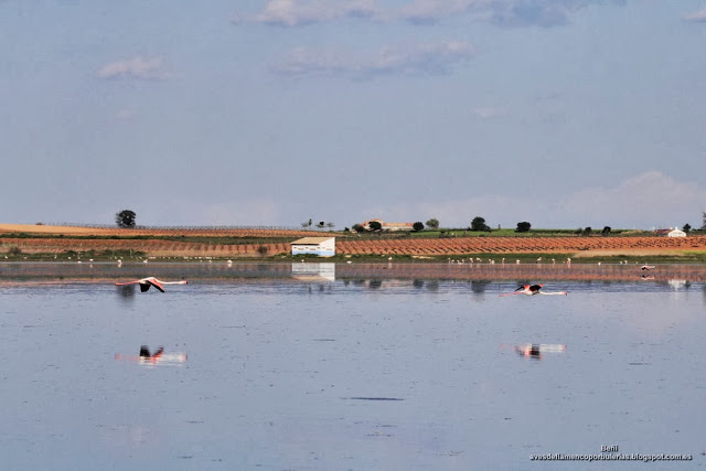Flamenco rosado, greater flamingo, Phoenicopterus roseus