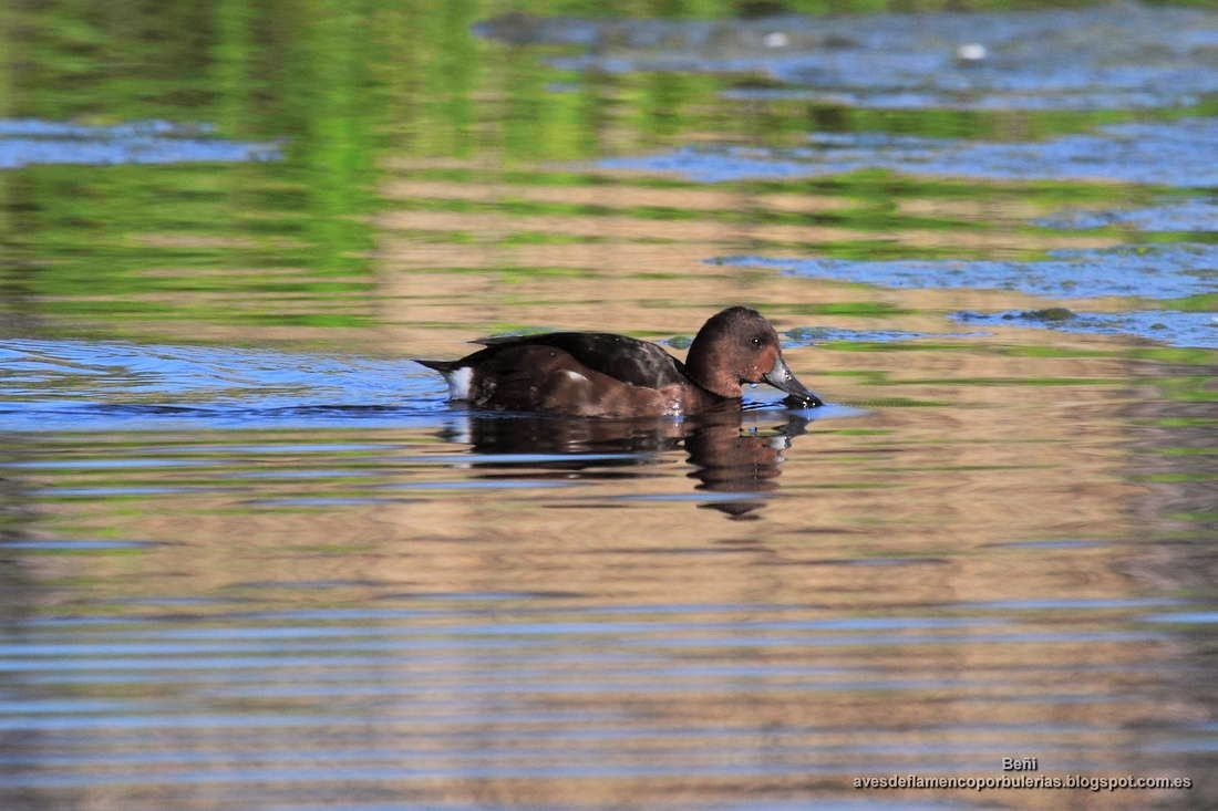 Porron pardo, ferruginous duck, Aythya nyroca