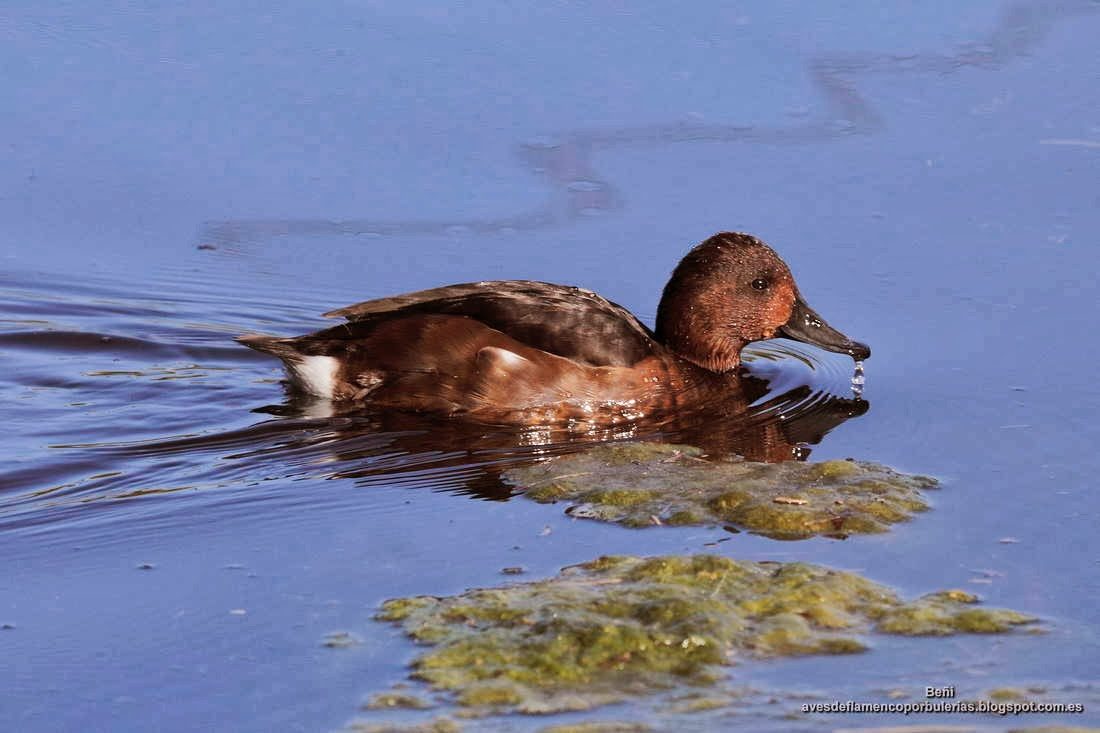 Porron pardo, ferruginous duck, Aythya nyroca