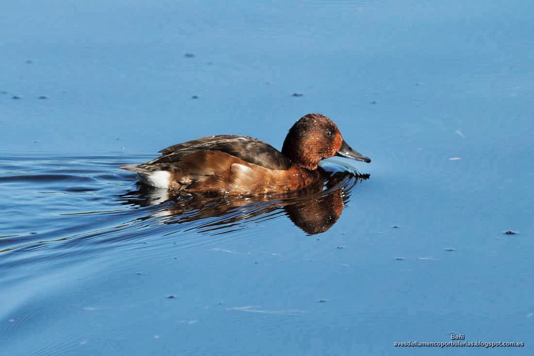 Porron pardo, ferruginous duck, Aythya nyroca