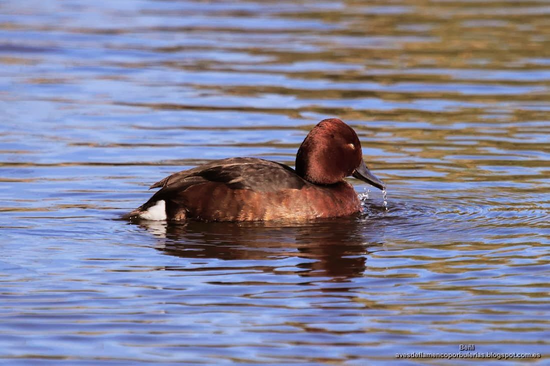 Porron pardo, ferruginous duck, Aythya nyroca