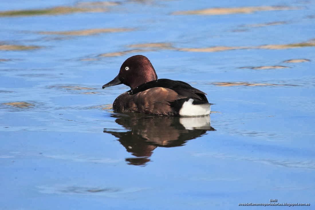 Porron pardo, ferruginous duck, Aythya nyroca