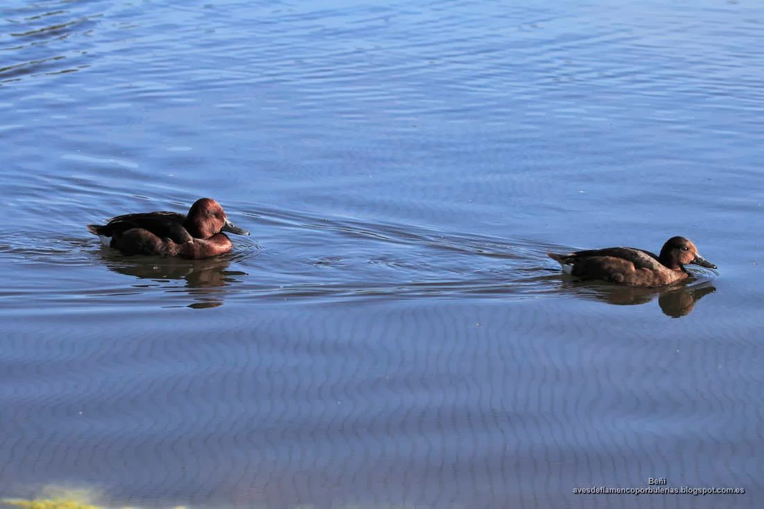 Porron pardo, ferruginous duck, Aythya nyroca