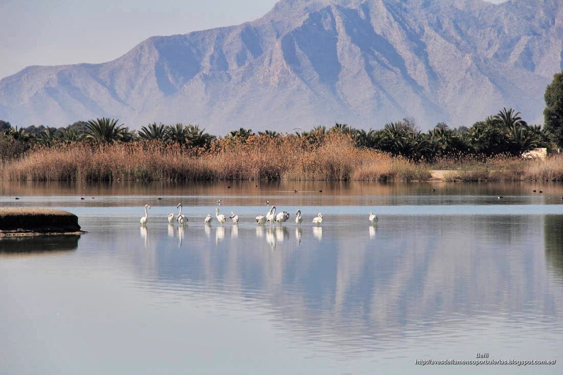 Flamenco rosado, greater flamingo, Phoenicopterus roseus