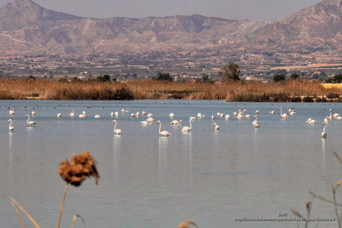 Flamenco rosado, greater flamingo, Phoenicopterus roseus