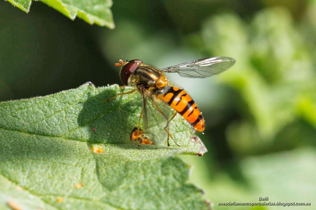 el sirfido Episyrphus balteatus o mosca cernidora