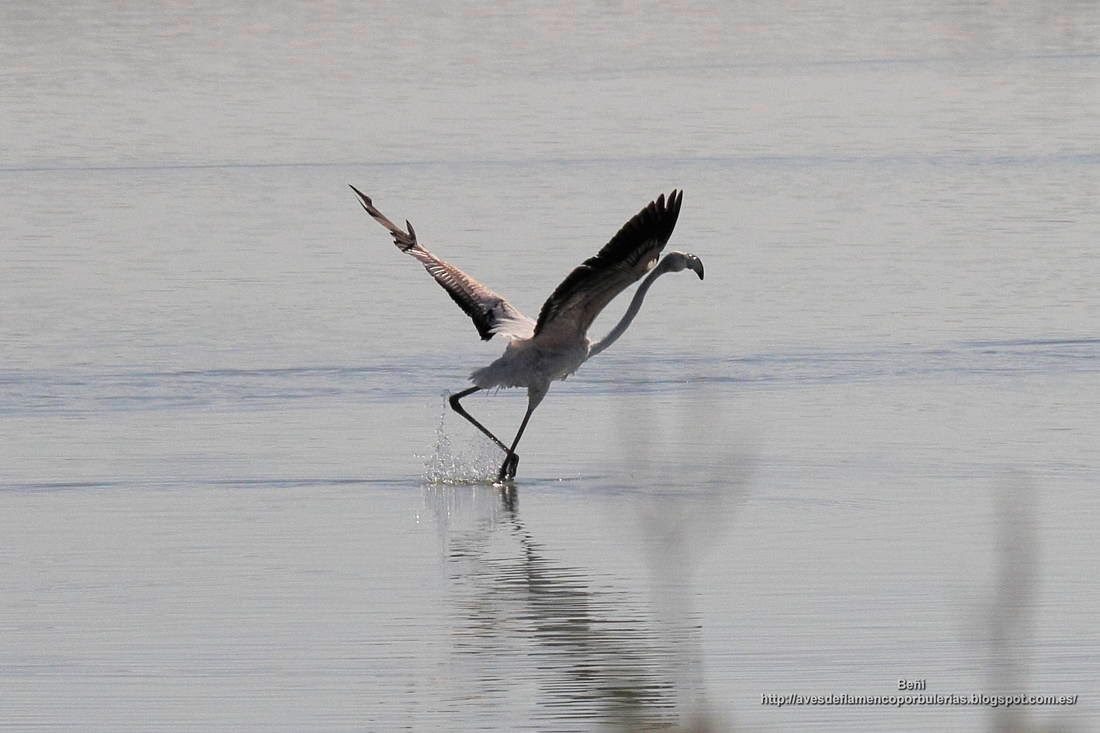 Flamenco rosado, greater flamingo, Phoenicopterus roseus