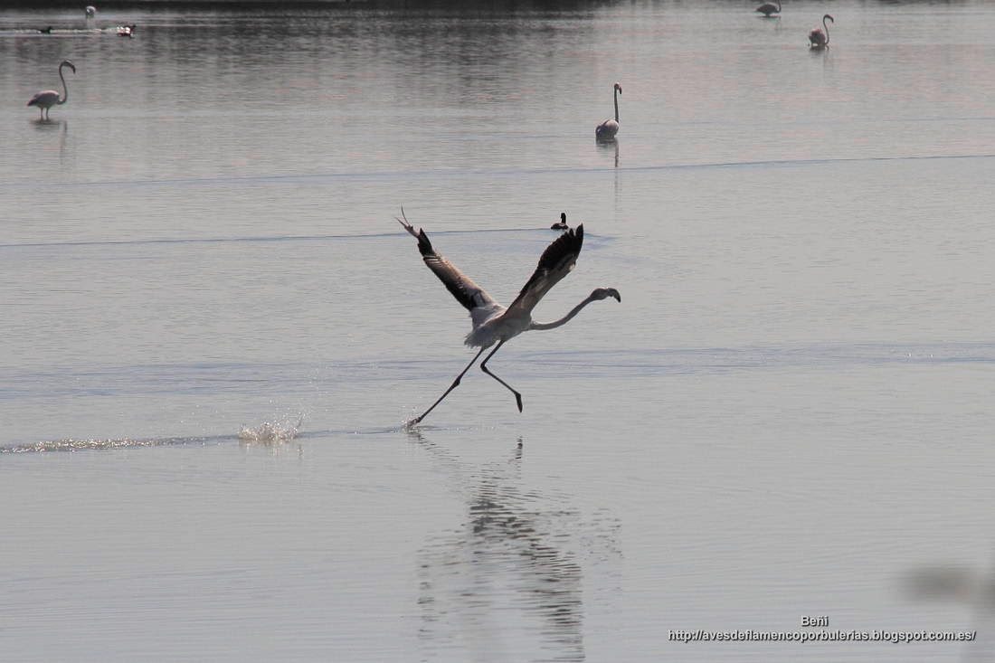 Flamenco rosado, greater flamingo, Phoenicopterus roseus