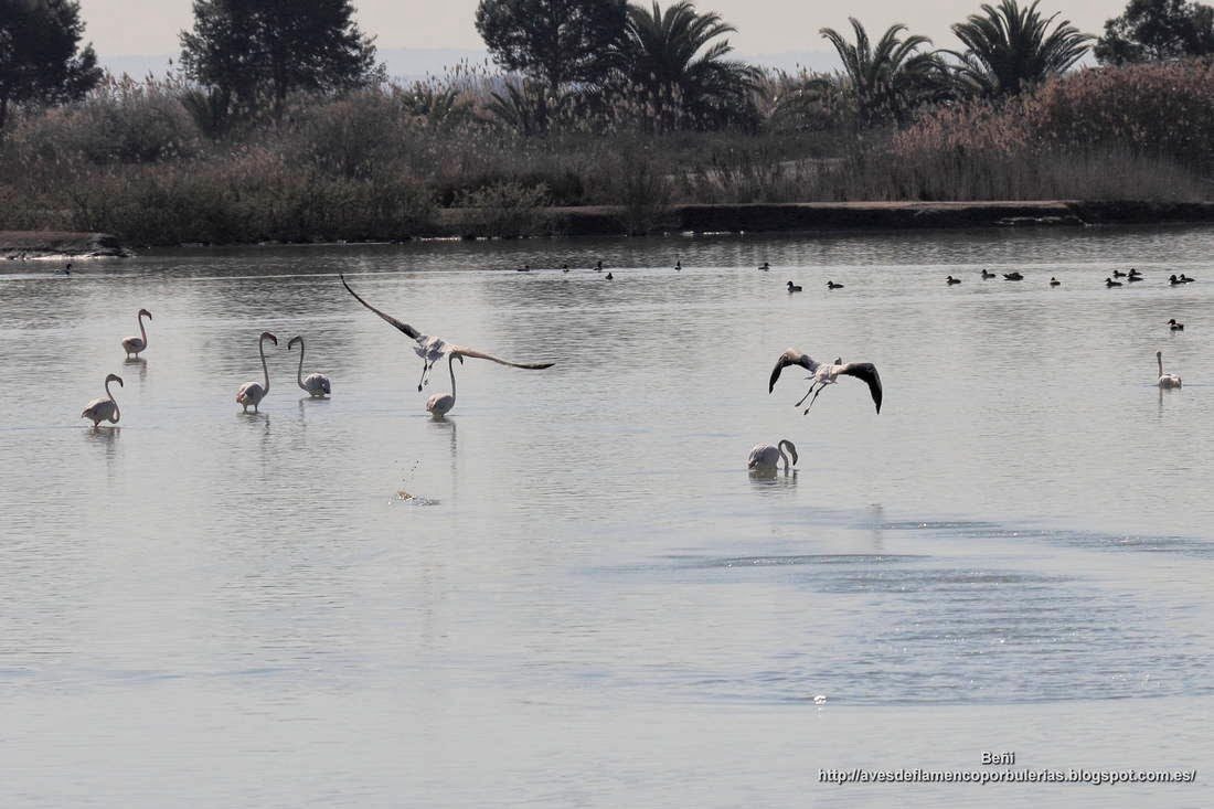 Flamenco rosado, greater flamingo, Phoenicopterus roseus
