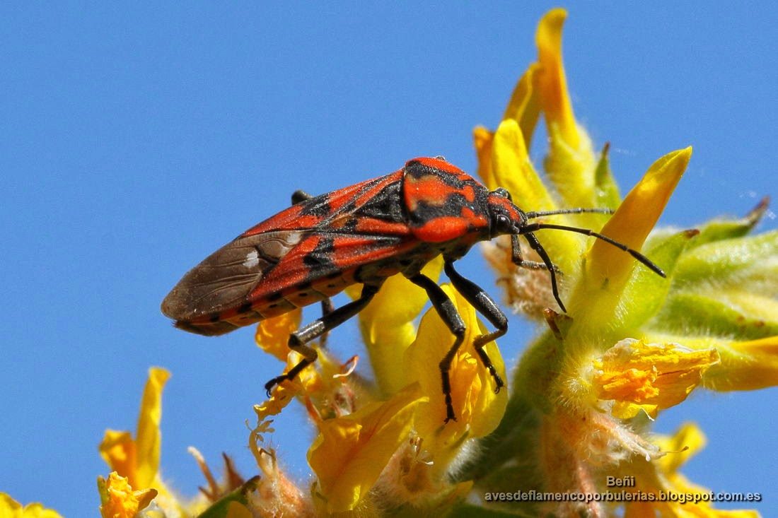 Spilostethus pandurus o Chinche rojo o zapatero.