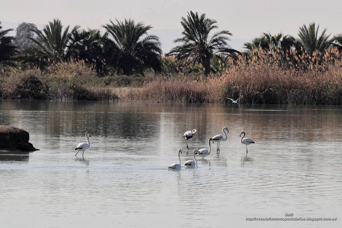 Flamenco rosado, greater flamingo, Phoenicopterus roseus