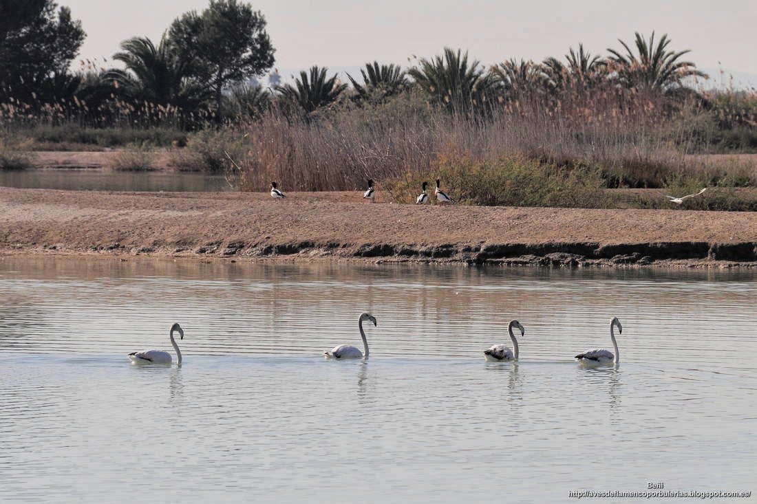 Flamenco rosado, greater flamingo, Phoenicopterus roseus