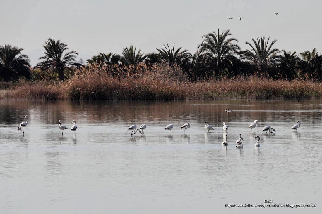 Flamenco rosado, greater flamingo, Phoenicopterus roseus