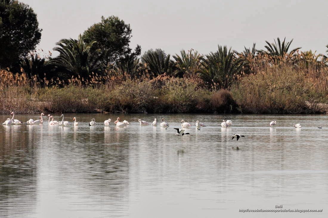 Flamenco rosado, greater flamingo, Phoenicopterus roseus