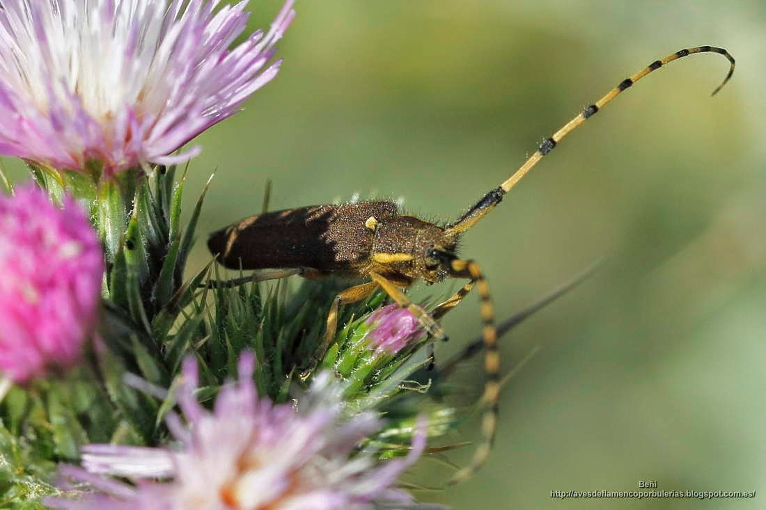 Agapanthia annularis