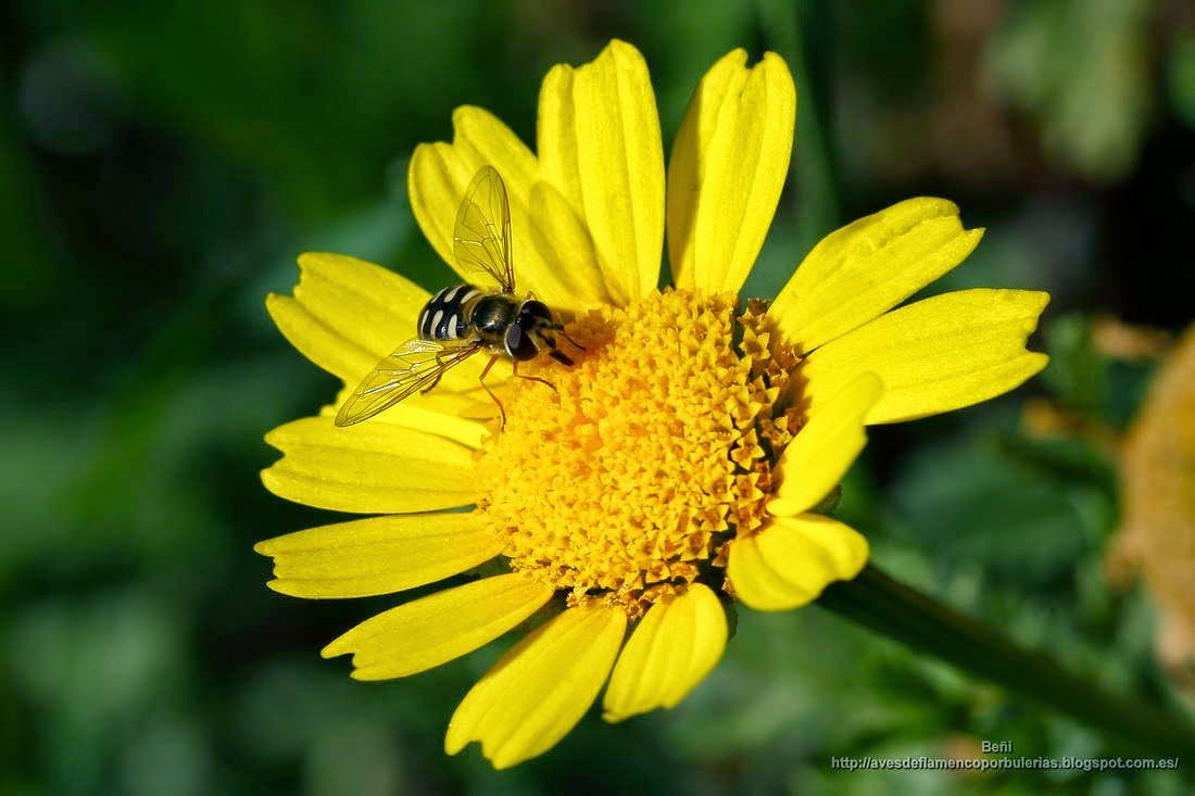 el sirfido Scaeva pyrastri