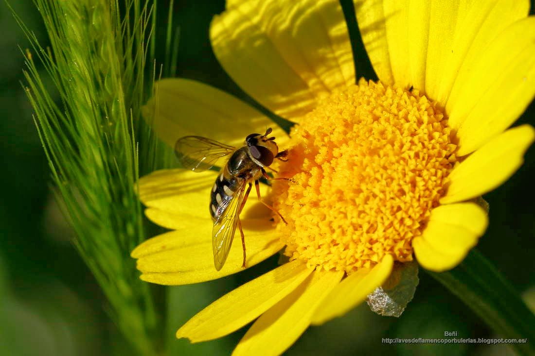 el sirfido Scaeva pyrastri