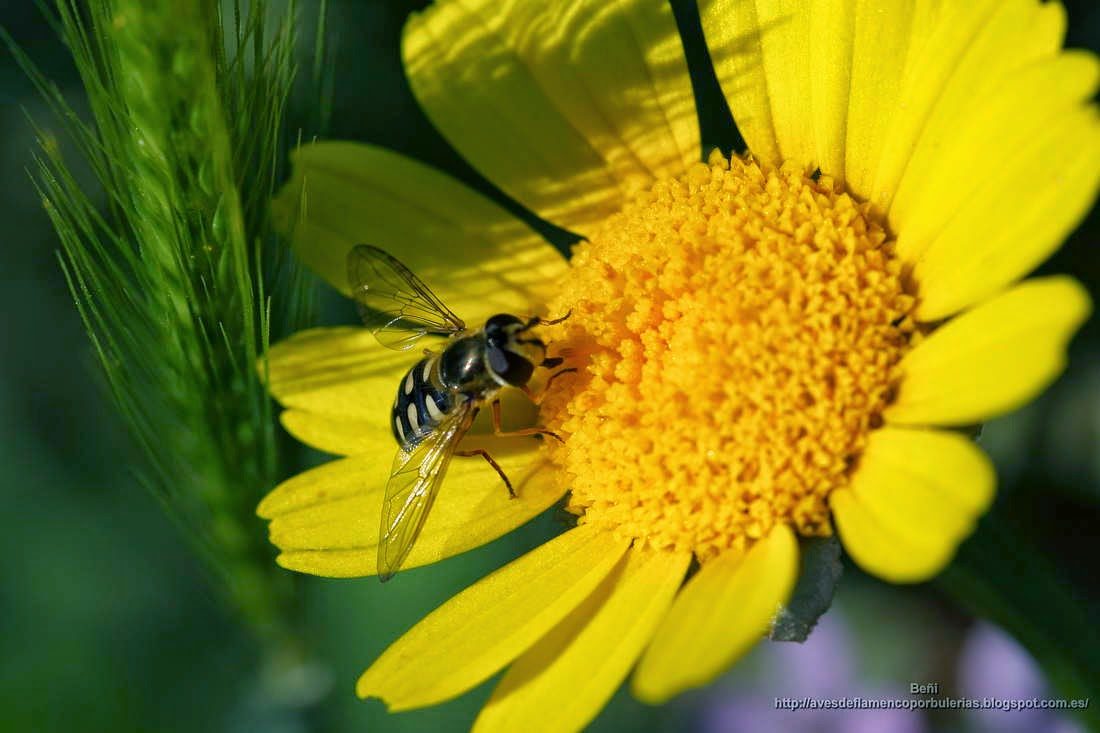 el sirfido Scaeva pyrastri