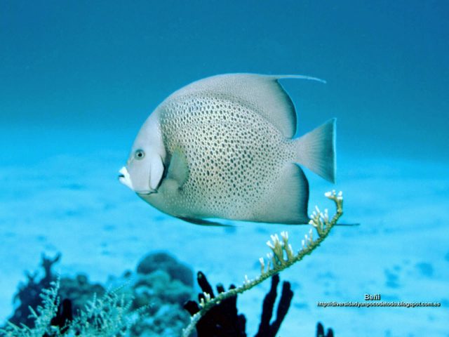 wallpaper pez angel gris en el arrecife de coral