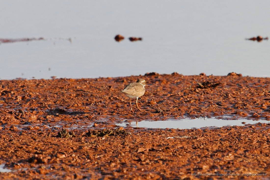 Chorlitejo chico, ringed plover, Charadrius dubius