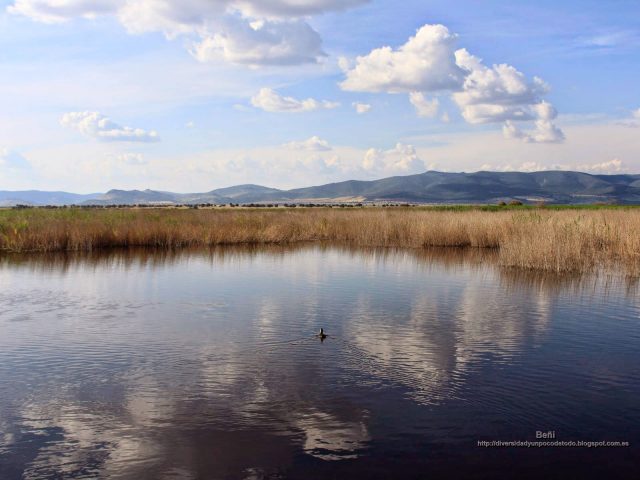 fondo de pantalla tablas de daimiel humedal