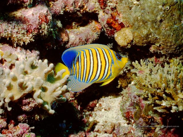 pez angel real en el arrecife de coral