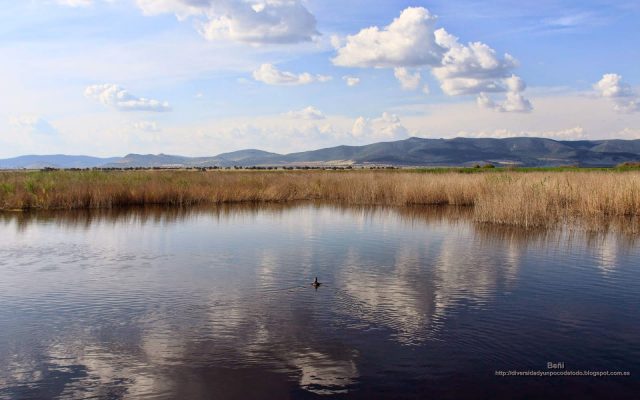 fondo de pantalla del paisaje de un humedal