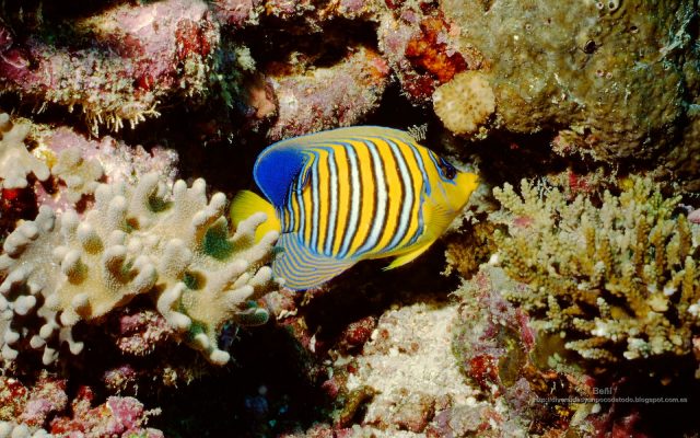 pez angel real en el arrecife de coral