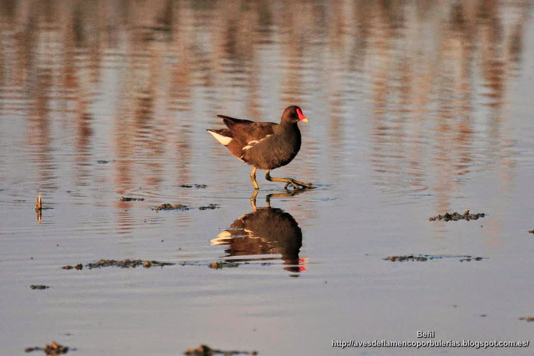 Gallineta comun o polla de agua, common gallinule, Gallinula chloropus