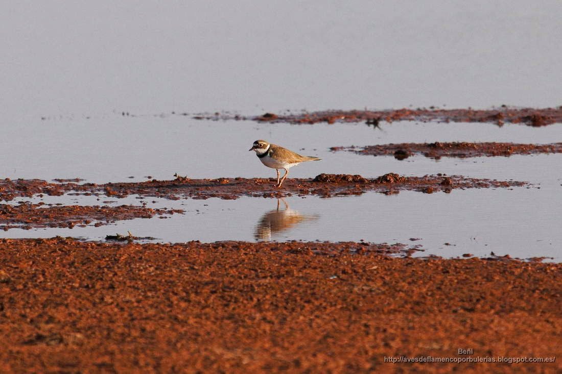 Chorlitejo chico, ringed plover, Charadrius dubius