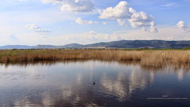 fondo de pantalla del paisaje de un humedal