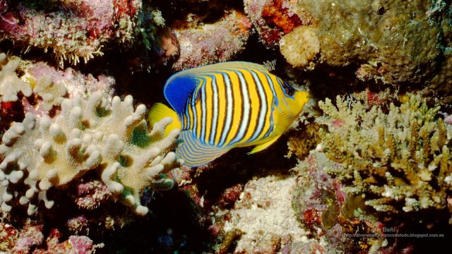 Wallpaper pez angel real en el arrecife de coral