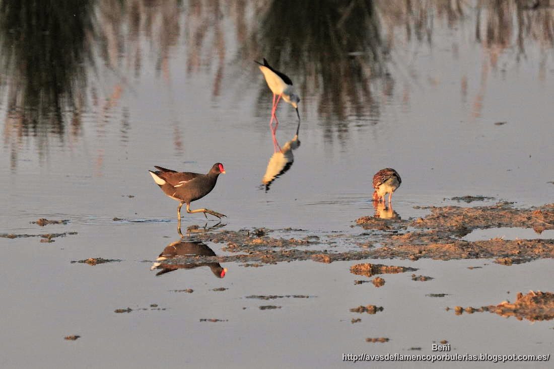 Gallineta comun o polla de agua, common gallinule, Gallinula chloropus