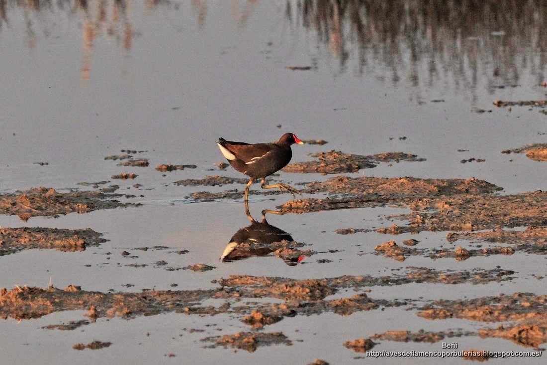 Gallineta comun o polla de agua, common gallinule, Gallinula chloropus