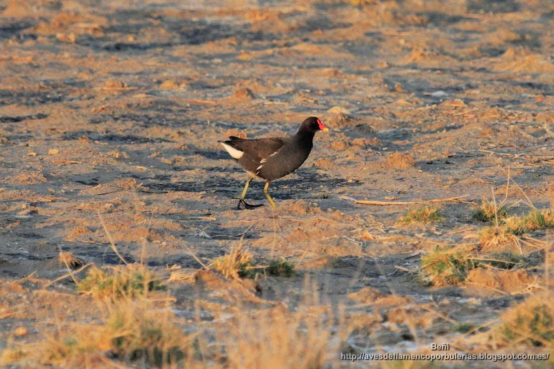 Gallineta comun o polla de agua, common gallinule, Gallinula chloropus