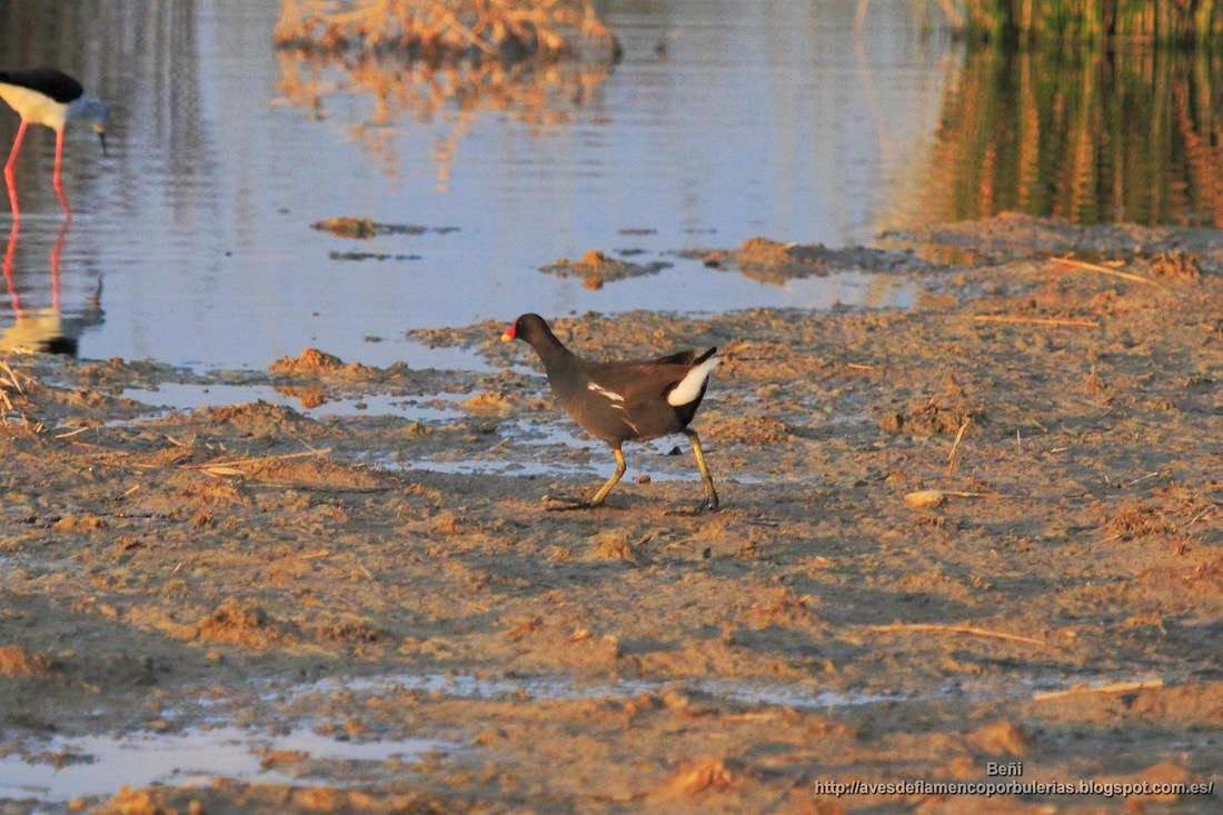 Gallineta comun o polla de agua, common gallinule, Gallinula chloropus