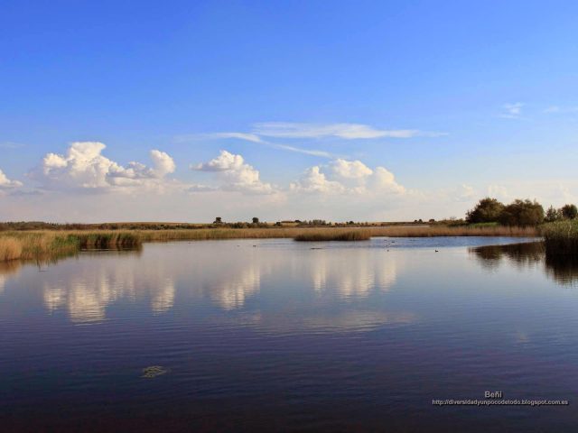 fondo de pantalla del paisaje de un humedal