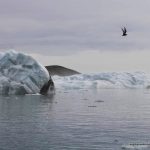 lago litoral Jokulsarlon, Islandia