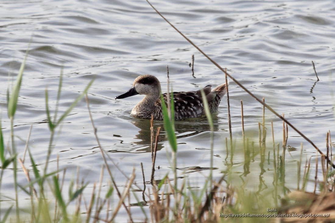 Cerceta pardilla, marbled duck or marbled teal, Marmaronetta angustirostris
