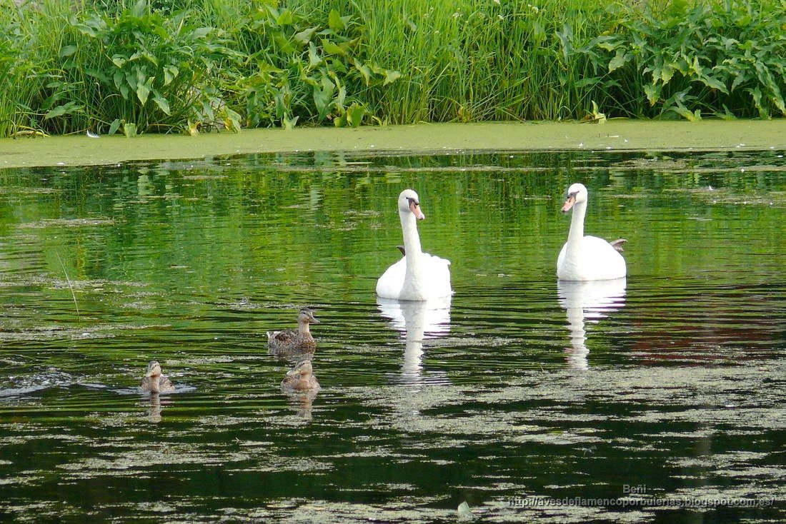 Cisne blanco, cisne vulgar, mute swan, Cygnus olor