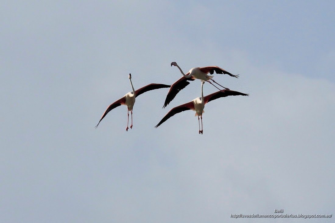 Flamenco rosado, greater flamingo, Phoenicopterus roseus