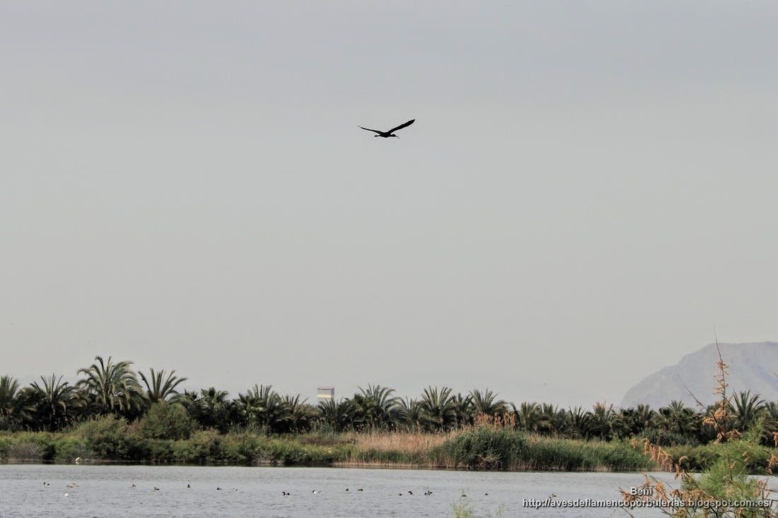 Morito comun, glossy ibis, Plegadis falcinellus