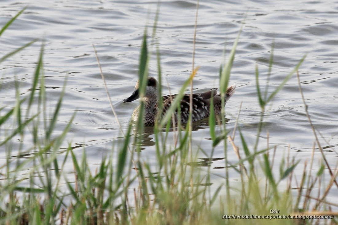 Cerceta pardilla, marbled duck or marbled teal, Marmaronetta angustirostris