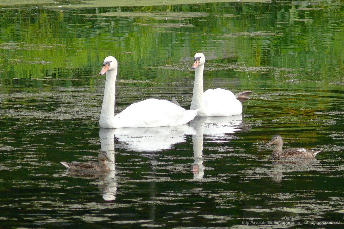 Cisne blanco, cisne vulgar, mute swan, Cygnus olor